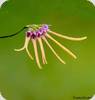 Bulbophyllum nipondhii